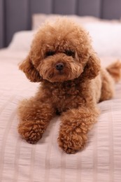 Cute Maltipoo dog on soft bed, closeup. Lovely pet