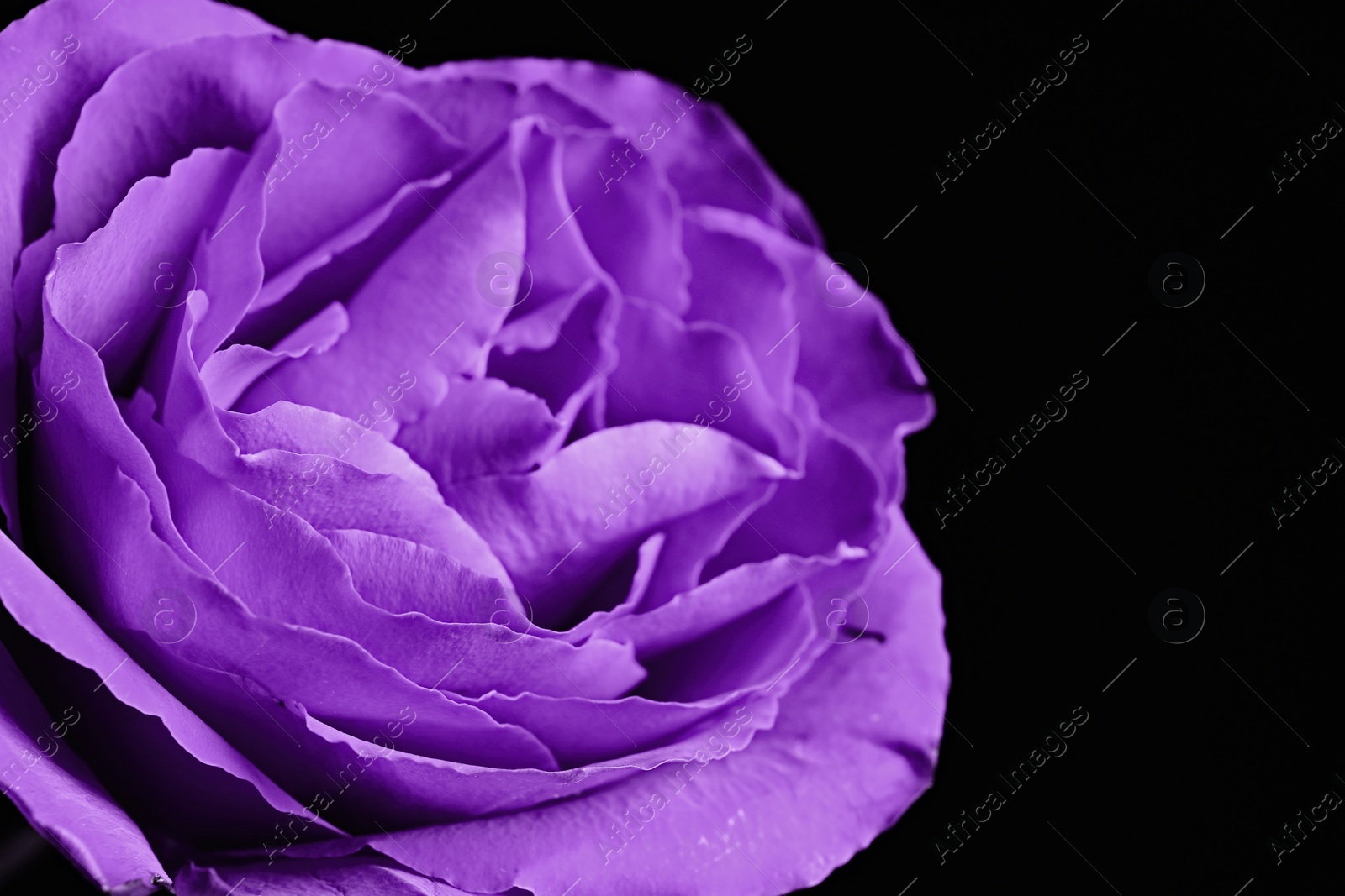 Image of Violet flower on black background, closeup. Funeral attributes