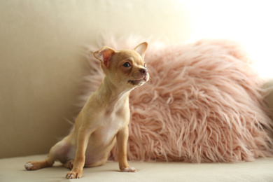 Photo of Cute Chihuahua puppy on sofa indoors. Baby animal
