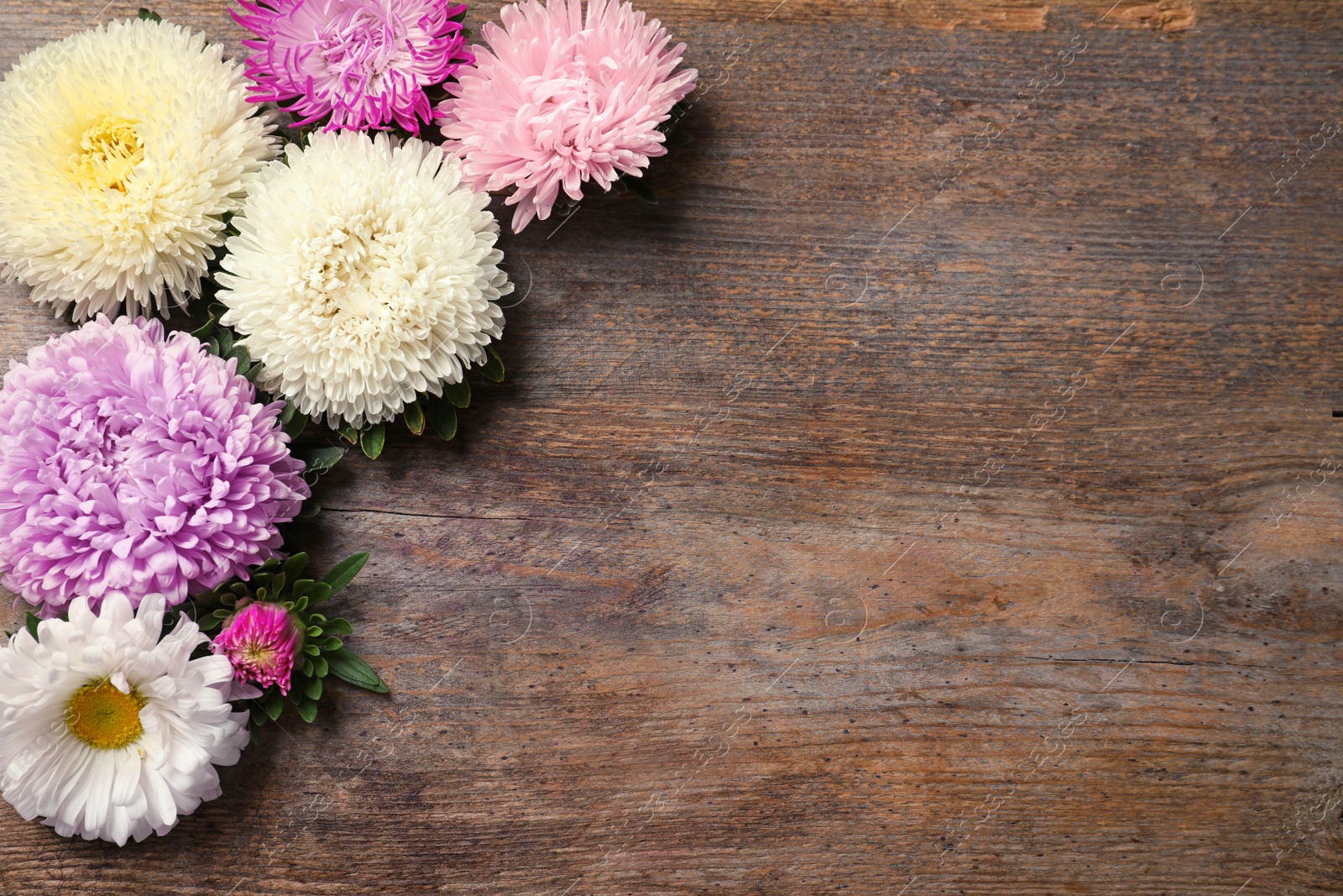 Photo of Beautiful aster flowers and space for text on wooden background, flat lay