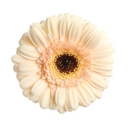 Image of Beautiful beige gerbera flower isolated on white