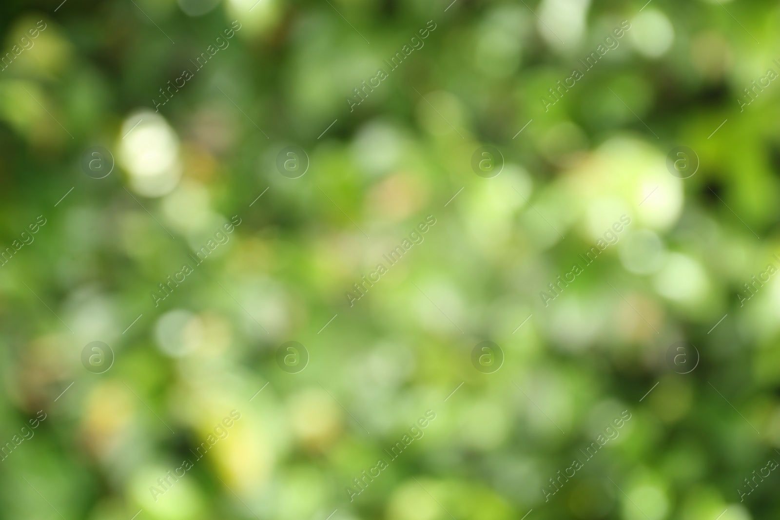 Photo of Blurred view of abstract green background. Bokeh effect