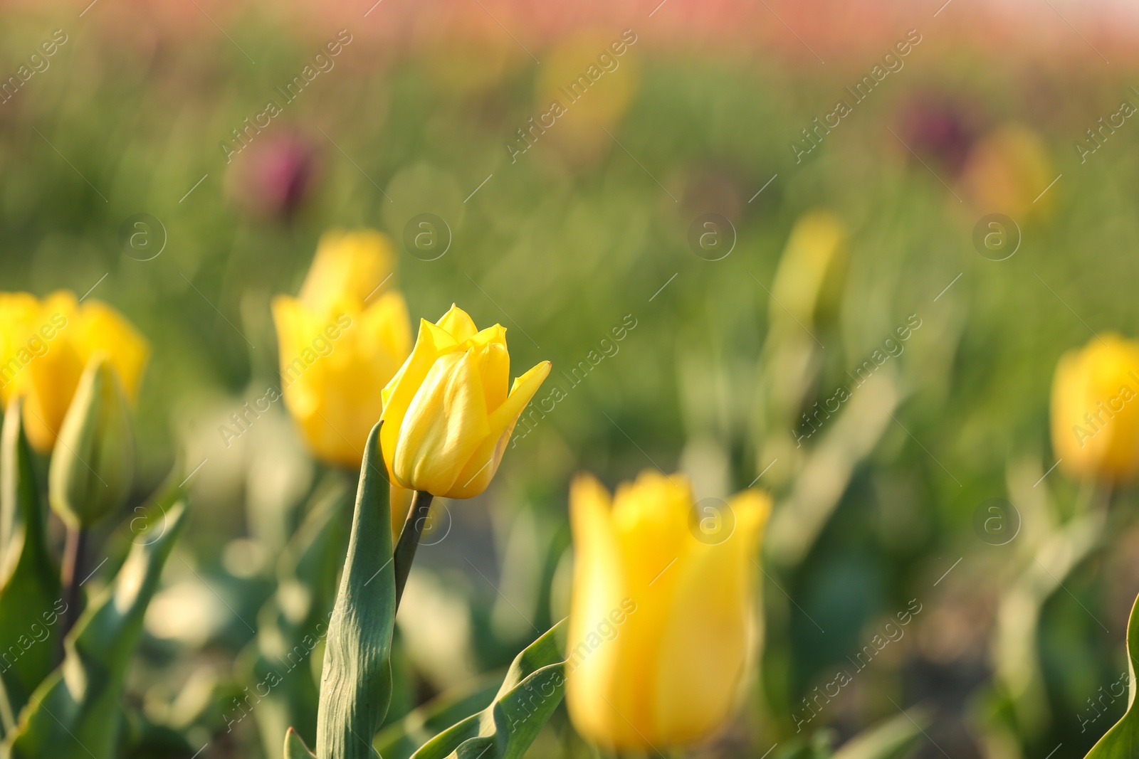 Photo of Fresh beautiful tulips in field, selective focus. Blooming flowers