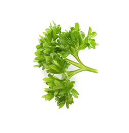 Photo of Fresh green curly parsley on white background