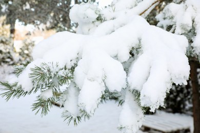Photo of Fir branch covered with snow on winter day in morning, closeup