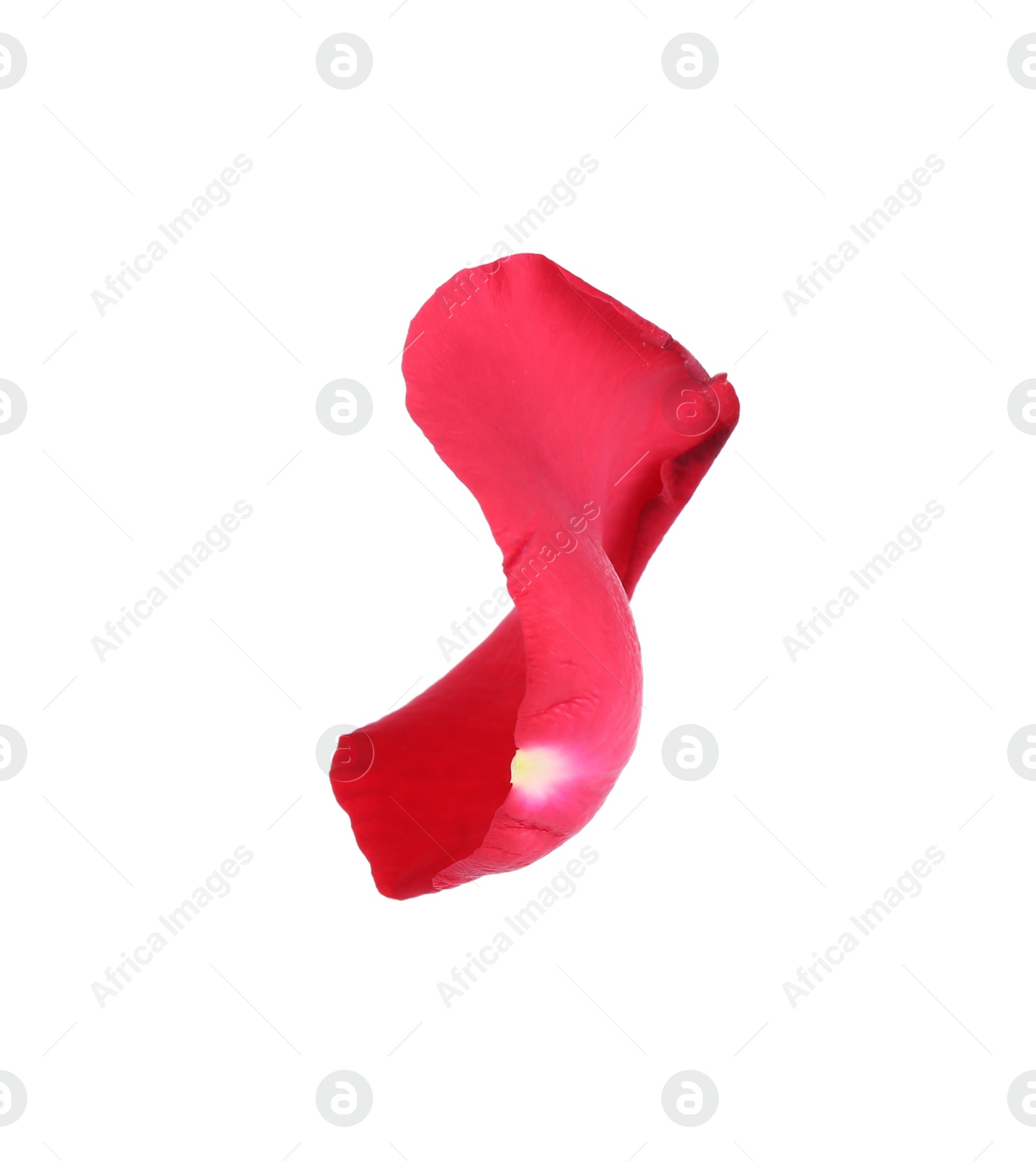 Photo of Tender red rose petal isolated on white