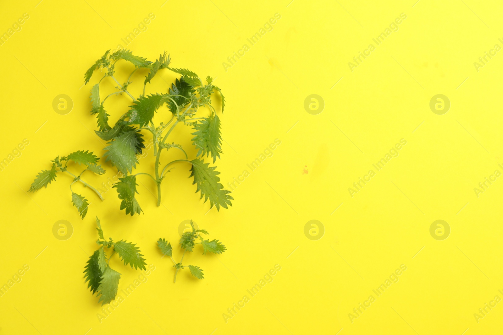 Photo of Fresh stinging nettle leaves on yellow background, flat lay. Space for text