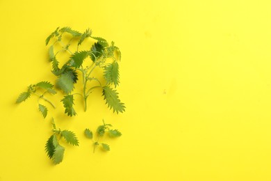 Photo of Fresh stinging nettle leaves on yellow background, flat lay. Space for text