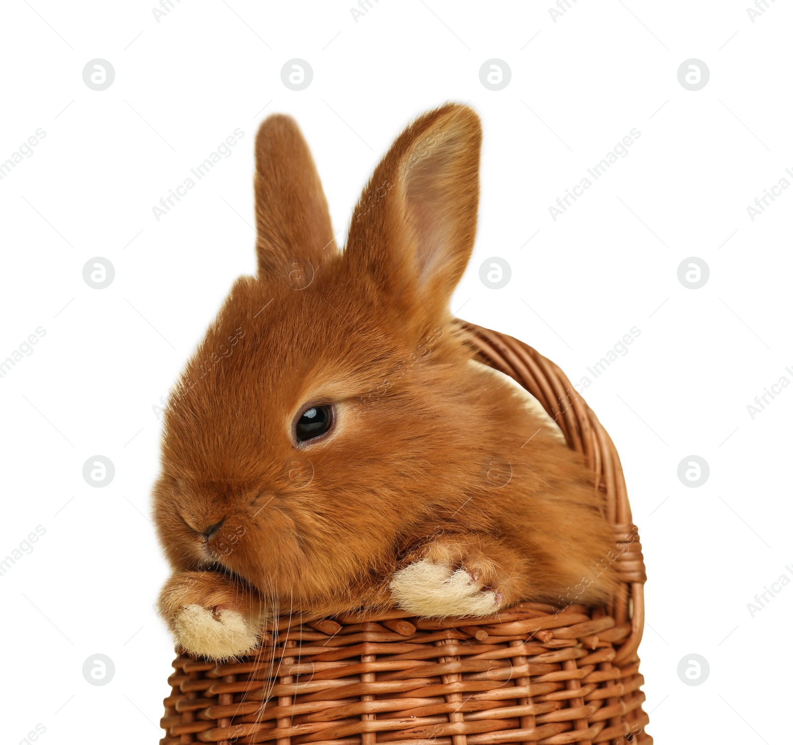 Image of Adorable fluffy Easter bunny in wicker basket on white background