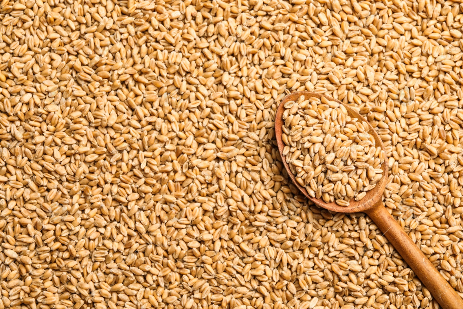 Photo of Spoon on heap of wheat grains, top view. Space for text