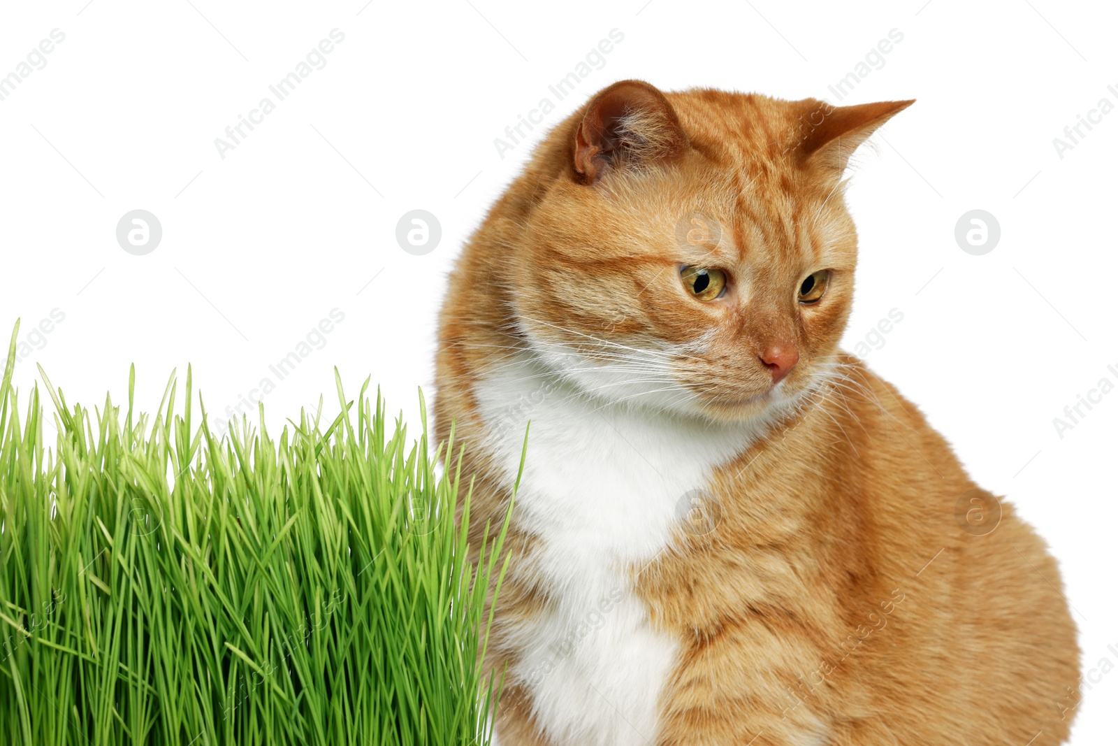 Photo of Cute ginger cat and potted green grass on white background