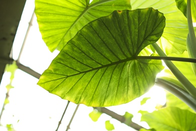 Photo of Beautiful tropical plant with lush foliage in greenhouse