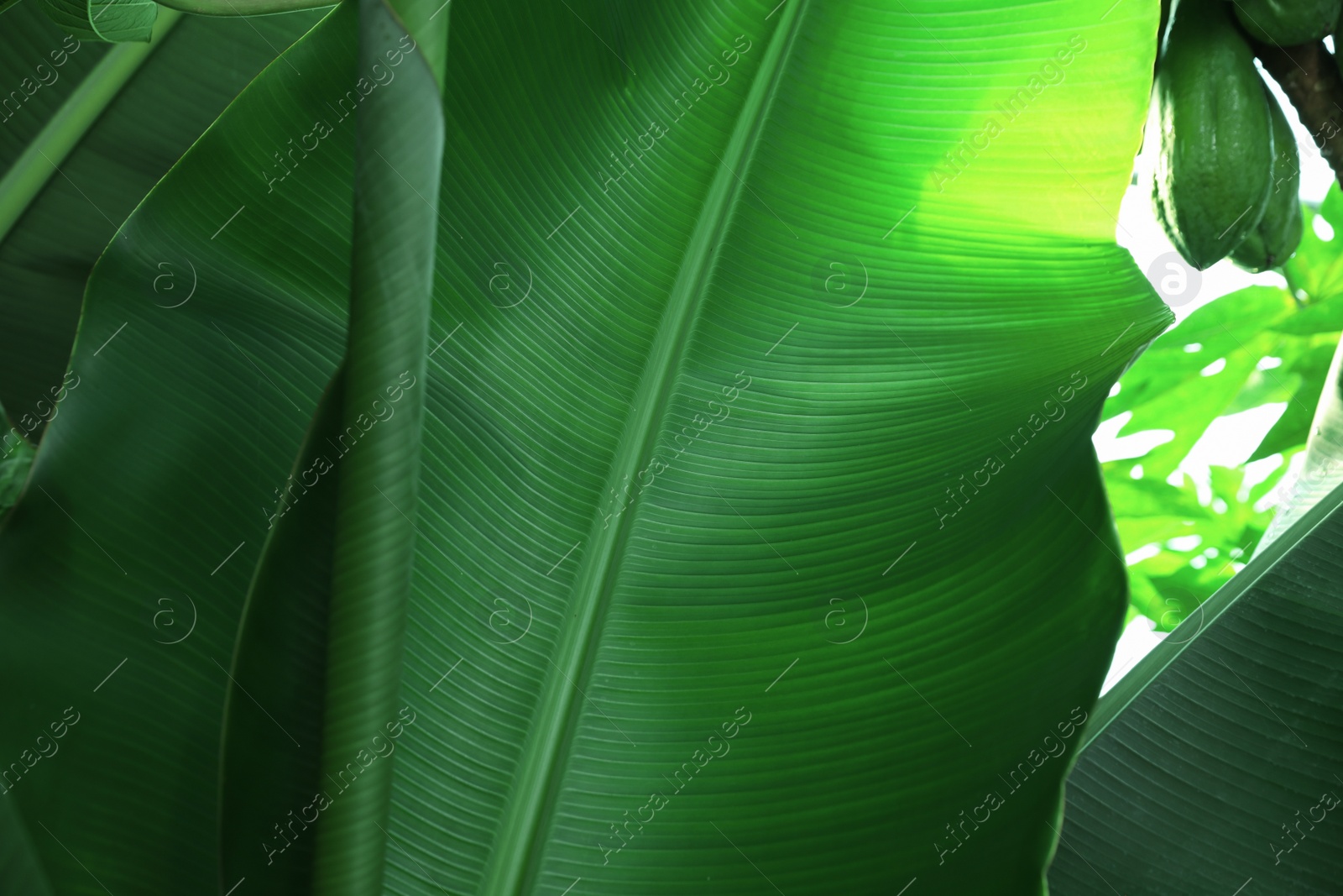 Photo of Banana tree with green leaves growing outdoors, closeup