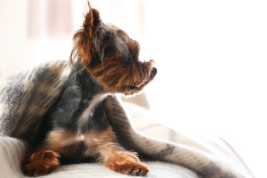 Photo of Cute Yorkshire terrier dog covered with plaid on sofa