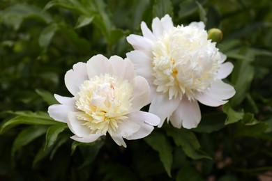 Photo of Beautiful blooming white peonies growing in garden, closeup