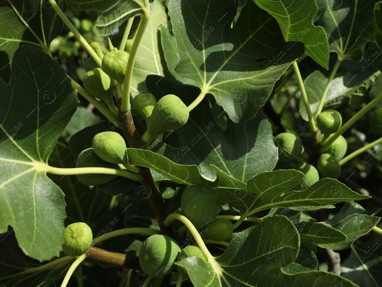 Photo of Unripe figs growing on tree in garden, closeup