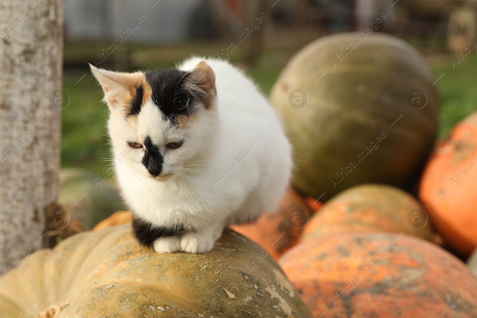 Photo of Cute fluffy cat on ripe pumpkin outdoors