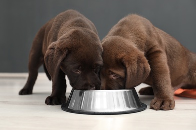 Photo of Chocolate Labrador Retriever puppies eating  food from bowl at home