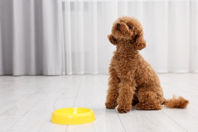 Cute Maltipoo dog near feeding bowl indoors, space for text. Lovely pet