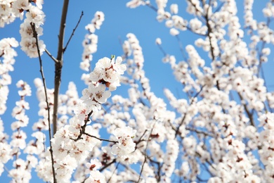 Photo of Closeup view of blossoming apricot tree on sunny day outdoors. Springtime