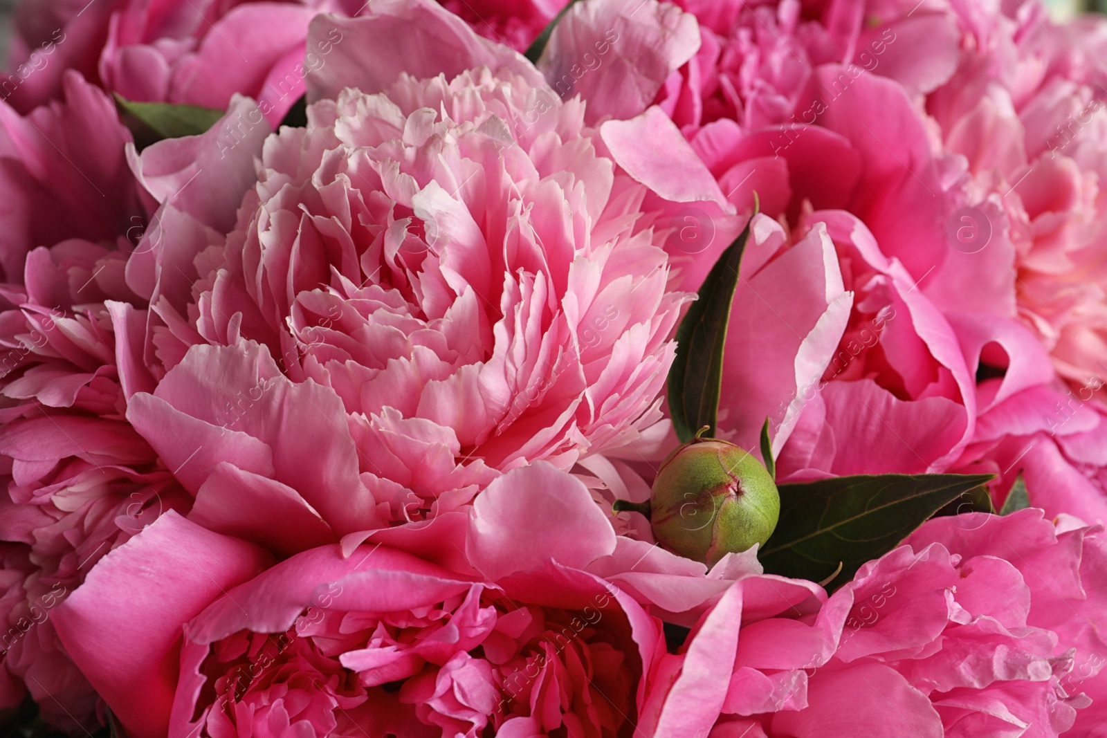 Photo of Fragrant peonies as background, closeup view. Beautiful spring flowers