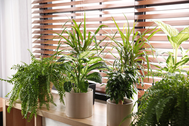 Photo of Beautiful plants on window sill at home