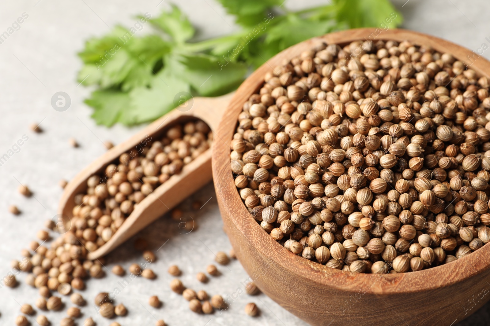 Photo of Dried coriander seeds in bowl, scoop and green leaves on light gray table, closeup