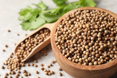 Photo of Dried coriander seeds in bowl, scoop and green leaves on light gray table, closeup