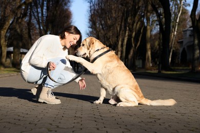 Adorable Labrador Retriever giving paw to beautiful woman outdoors