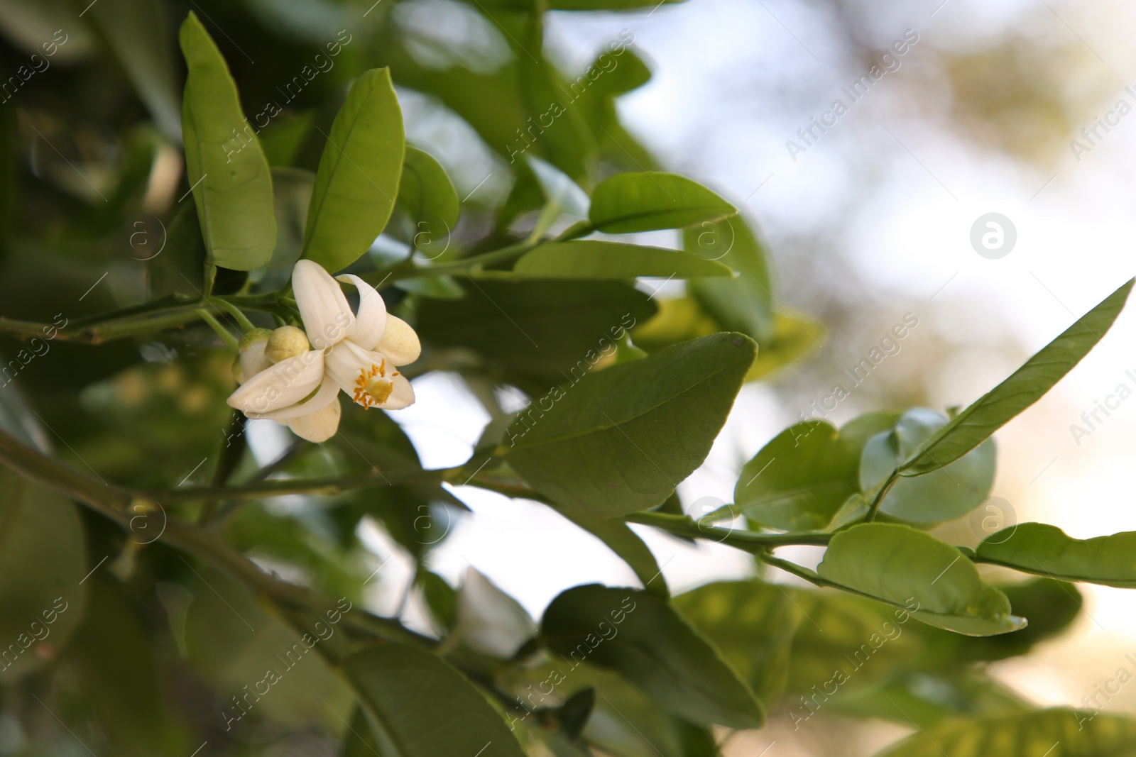 Photo of Beautiful grapefruit flower blooming on tree branch outdoors