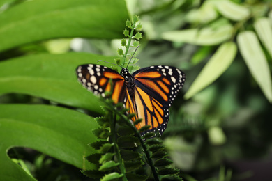 Photo of Beautiful monarch butterfly on fern leaf in garden