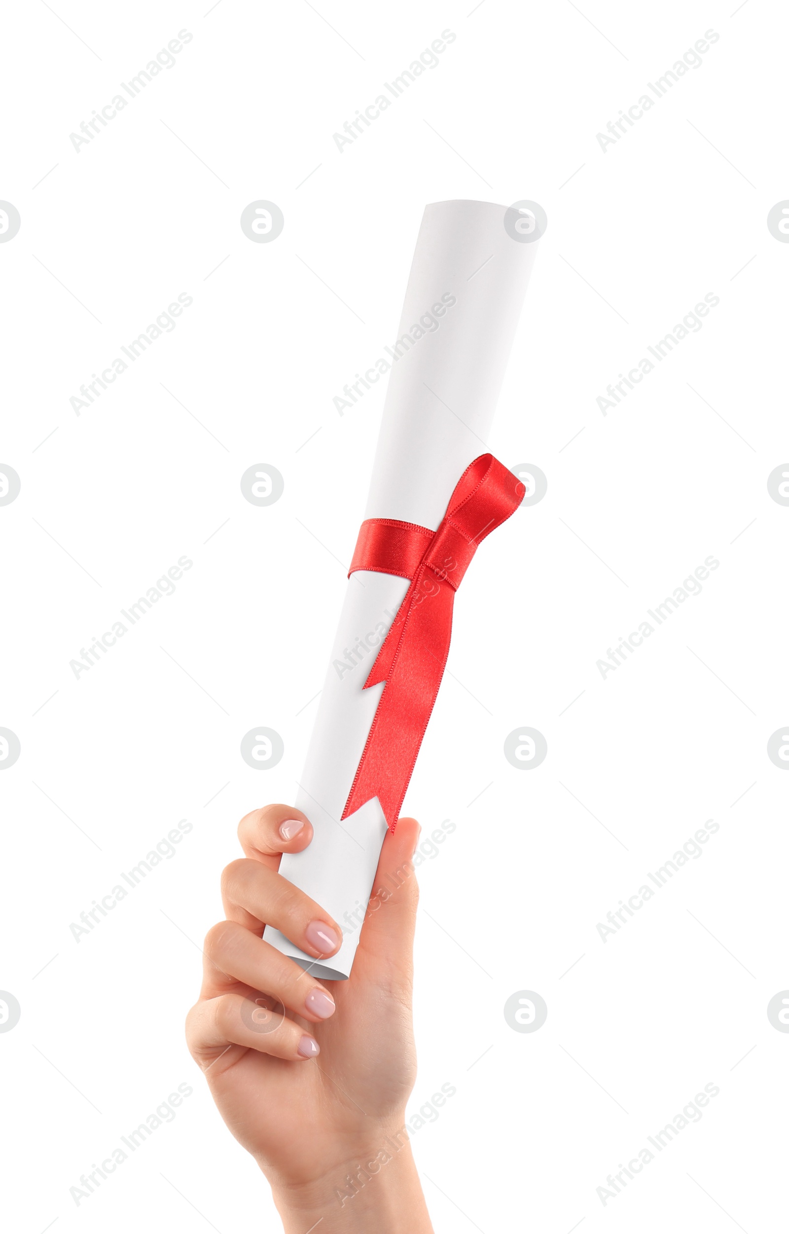 Photo of Student holding rolled diploma with red ribbon on white background, closeup