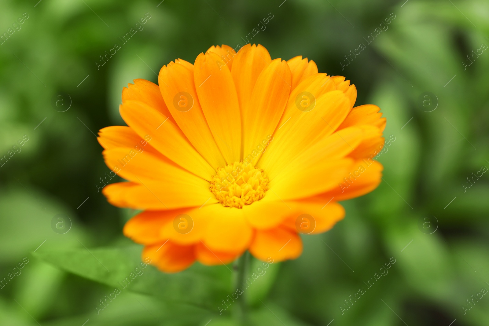 Photo of Beautiful blooming calendula flower growing outdoors, closeup