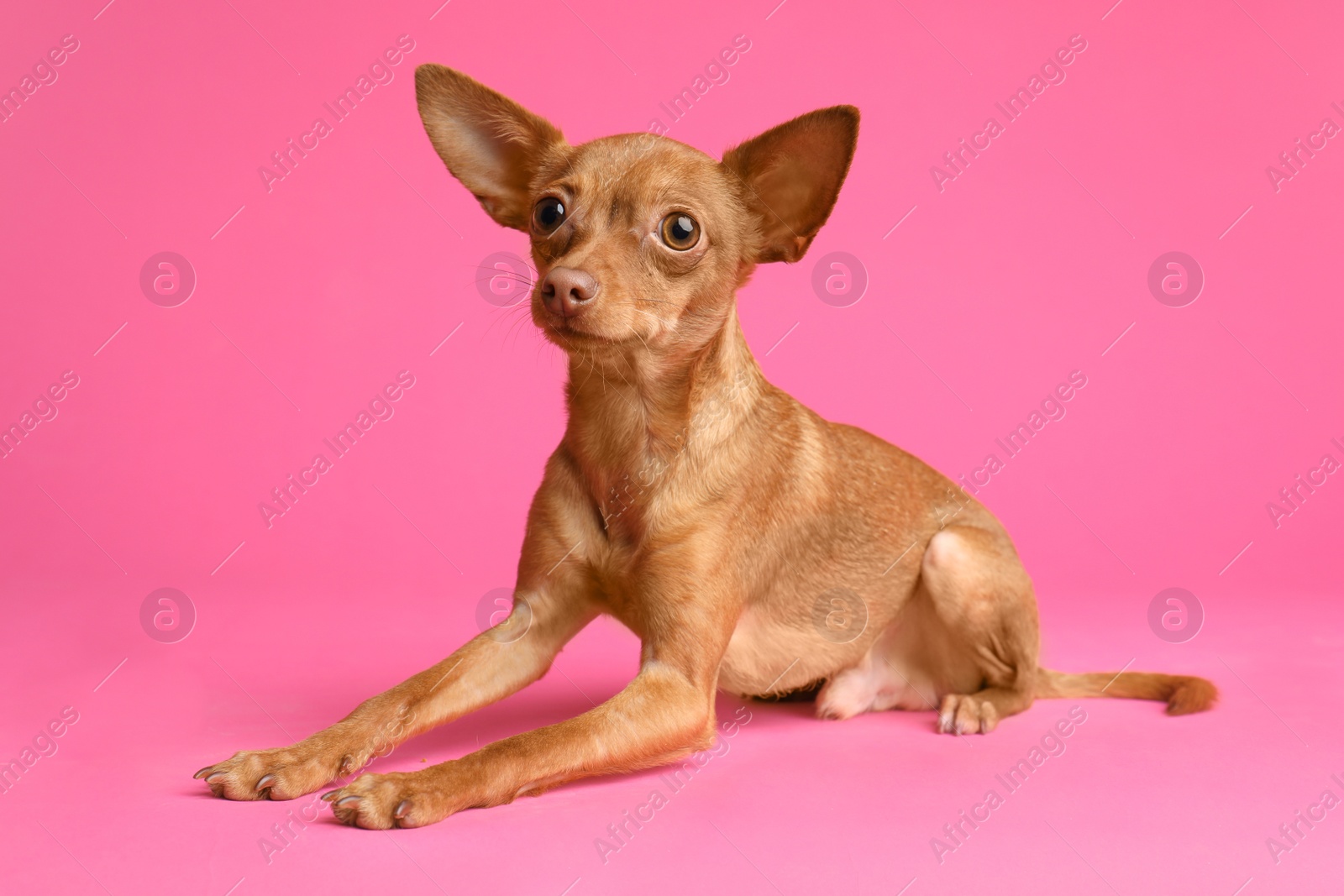 Photo of Cute toy terrier on color background. Domestic dog