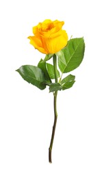 One beautiful yellow rose isolated on white