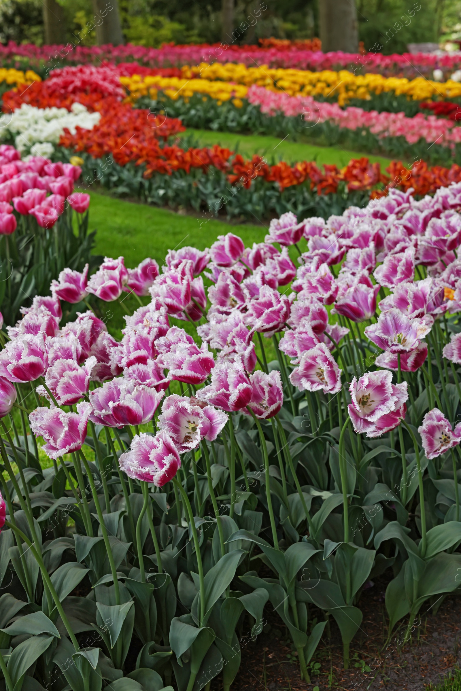 Photo of Many beautiful tulip flowers in park. Spring season