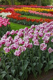 Photo of Many beautiful tulip flowers in park. Spring season