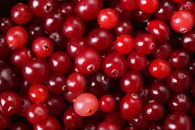 Photo of Fresh ripe cranberries as background, top view