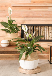 Stylish interior design with beautiful plants in pots