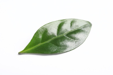 Photo of Fresh green coffee leaf isolated on white