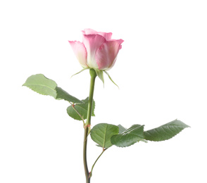 Photo of Beautiful fresh rose flower on white background