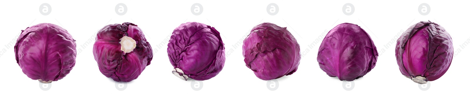 Image of Collage with fresh red cabbages on white background