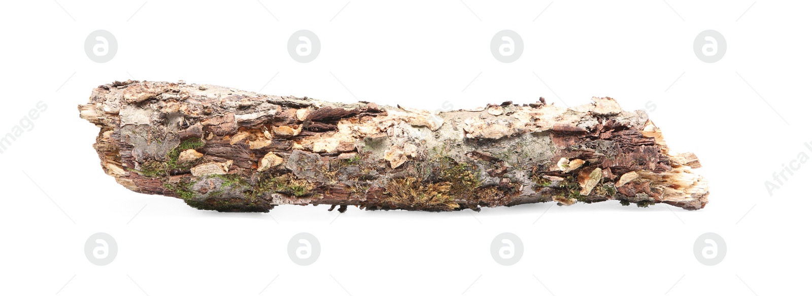 Photo of Old dry tree branch isolated on white