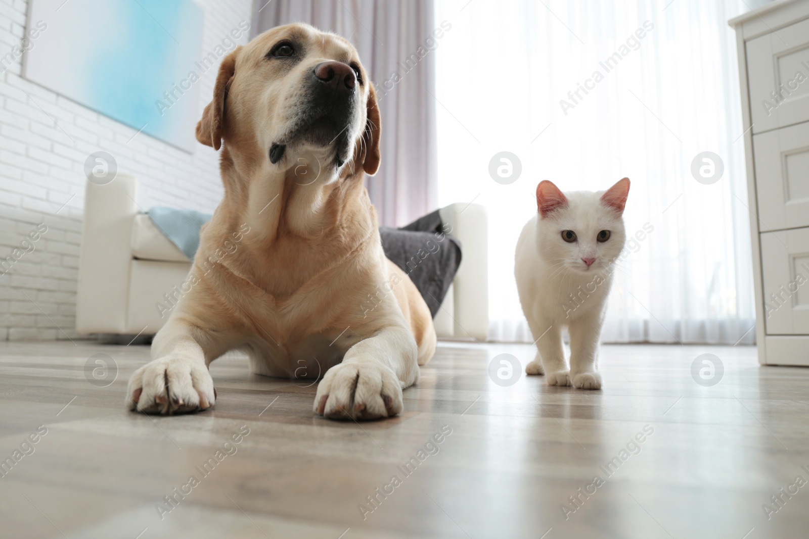 Photo of Adorable cat with dog together on floor at home. Friends forever