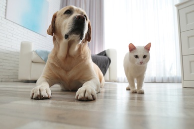 Photo of Adorable cat with dog together on floor at home. Friends forever