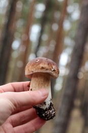 Woman holding beautiful porcini mushroom in forest, closeup