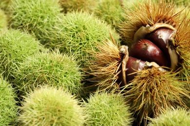 Many fresh sweet edible chestnuts as background, closeup