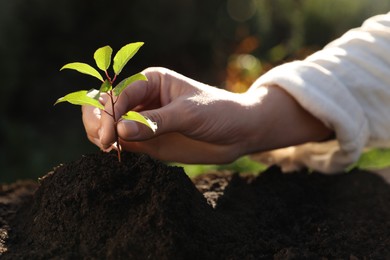 Photo of Woman planting young tree in garden, closeup
