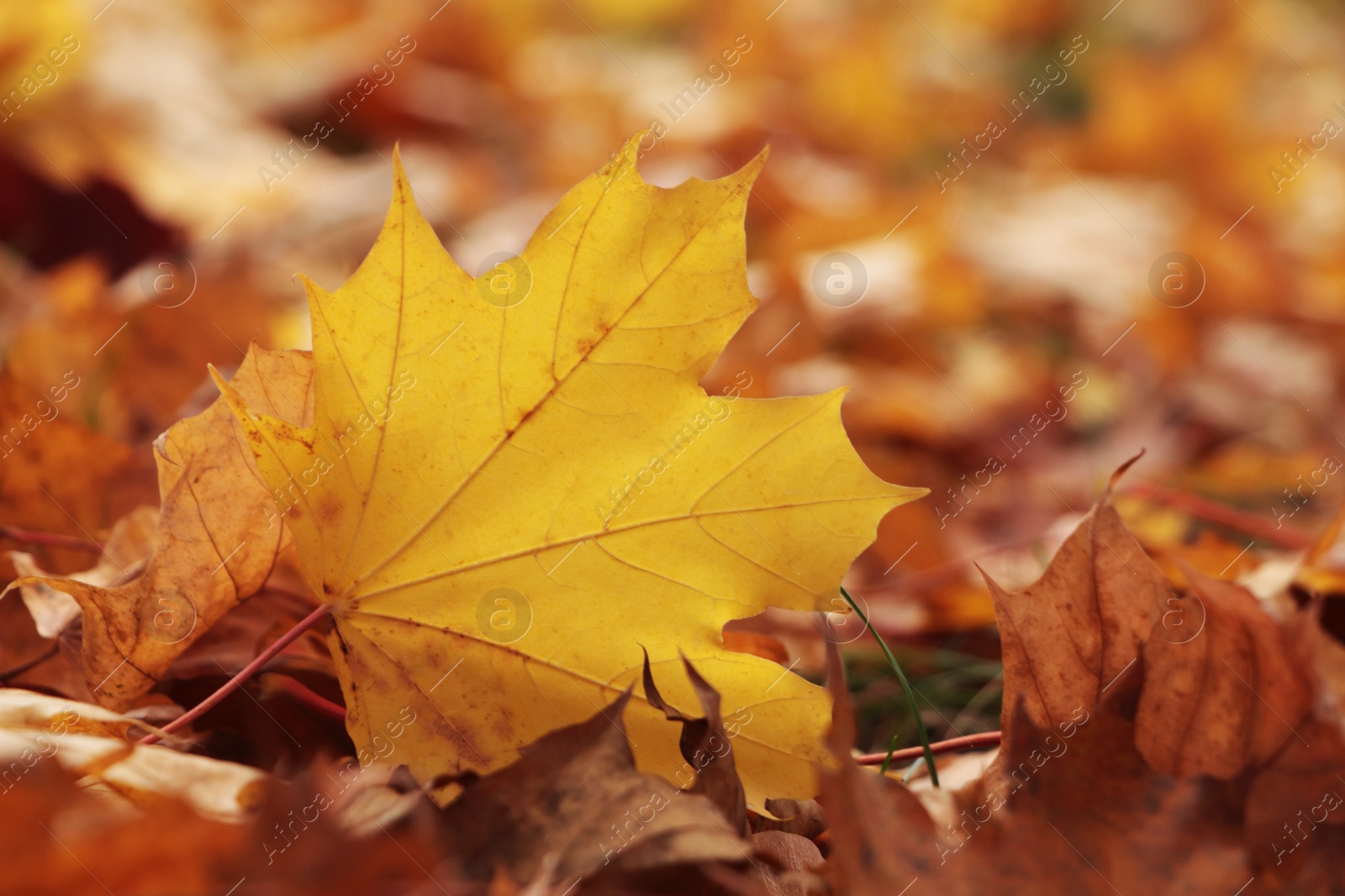 Photo of Pile of beautiful fallen leaves outdoors on autumn day, closeup