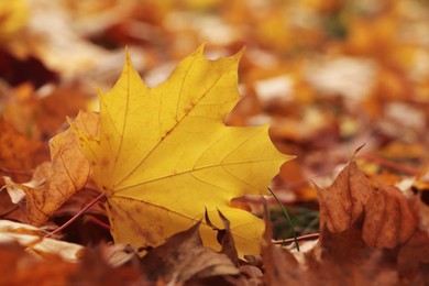 Photo of Pile of beautiful fallen leaves outdoors on autumn day, closeup